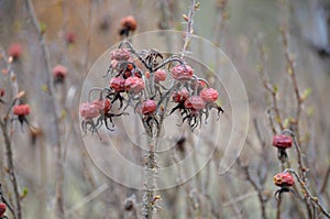 Rosehip berries on bush in garden in early spring