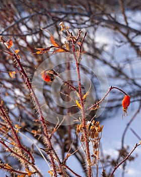 Rosehip berries on the bush in winter.