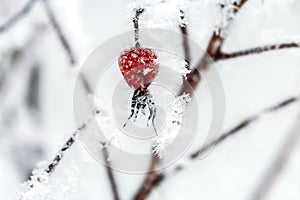 Rosehip berries covered with frost.