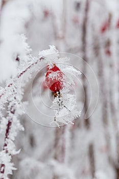 Rosehip berries covered with frost.
