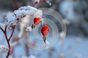 Rosehip berries covered with frost.