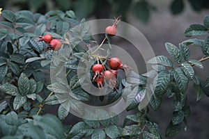 Rosehip berries ripen on the Bush.