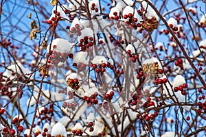 Rosehip berries in the snow against a blue sky