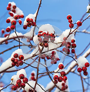 Rosehip berries in the snow against a blue sky