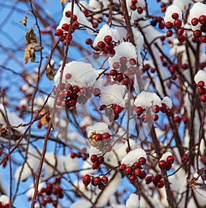 Rosehip berries in the snow against a blue sky