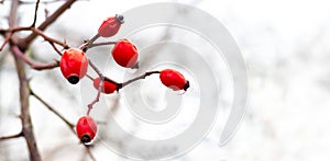 Rosehip branch with red berries in winter on a white background