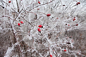 Rosehip branches covered with hoarfrost.
