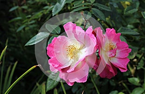 rosehip buds in the dense green foliage of a shrub