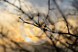 Rosehip bush silhouette during sunrise or sunset.