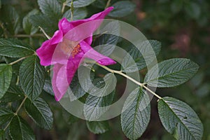 rosehip bush bright pink flowers