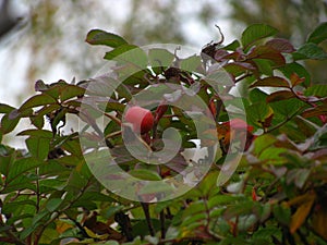 The rosehip bush on a cloudy day