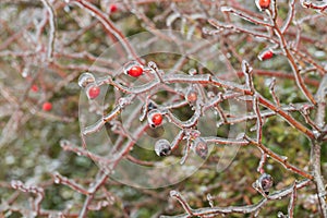 Rosehip bush - lat. pometum - in winter it is covered with ice. Photo of me blurred background - beautiful bokeh