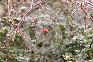 Rosehip bush - lat. pometum - in winter it is covered with ice. Photo of me blurred background - beautiful bokeh