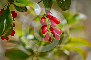 Rosehip bush with red fruits