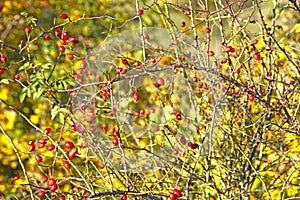 Rosehip bush with red ripened fruits on a background of yellow-green autumn foliage