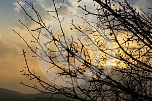 Rosehip bush silhouette during sunrise or sunset.