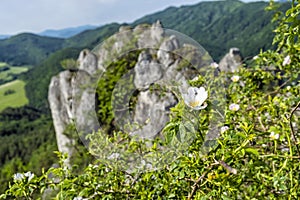 Šípkový keř, Sulovské skály, Slovensko, turistická tematika