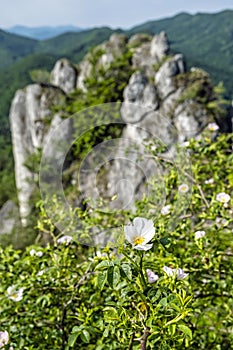 Šípkový ker, Súľovské skaly, Slovensko, téma turistika