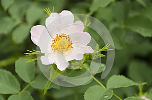 Rosehip flower