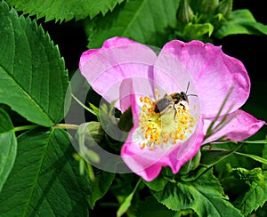 Rosehip flower