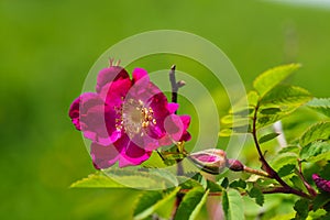 Rosehip flower with leaf