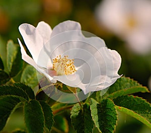 Rosehip flower on a sunny day, close-up