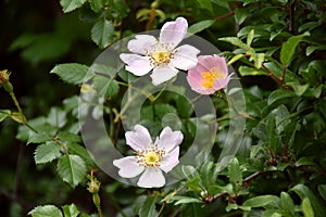 Rosehip flowers in different colors (Rosa eglanteria).