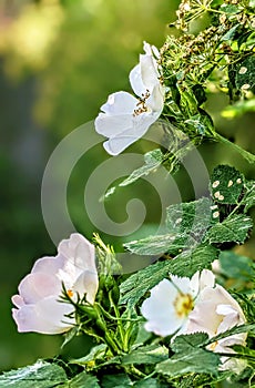 Rosehip flowers on leaves background