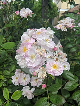 Rosehip flowers on leaves background