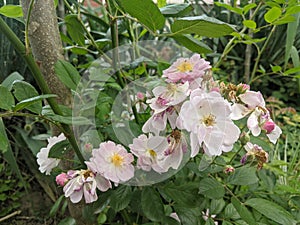 Rosehip flowers on leaves background
