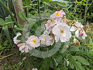 Rosehip flowers on leaves background