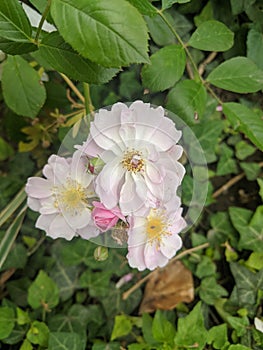 Rosehip flowers on leaves background