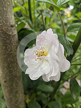 Rosehip flowers on leaves background