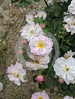 Rosehip flowers on leaves background