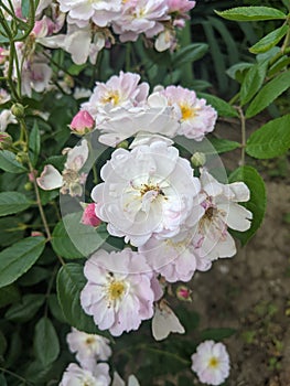 Rosehip flowers on leaves background