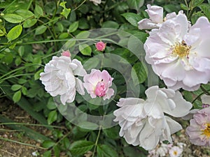 Rosehip flowers on leaves background