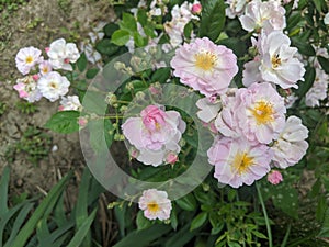 Rosehip flowers on leaves background