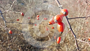 Rosehip with front focus and blur Background