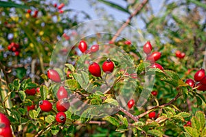 The Rosehip a fruit deriving from floral Rose. photo