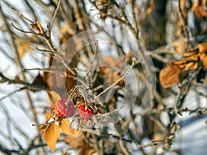 Rosehip fruits on the branches in the winter forest