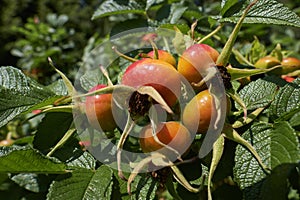 Rosehip fruits in the sun