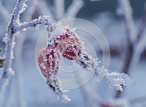 Rosehip in hoarfrost in winter