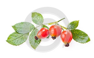 Rosehip isolate on a white background. Branch with berries and leaves