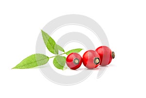 Rosehip isolated.