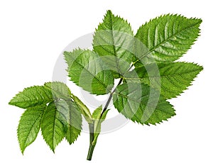 Rosehip leaf