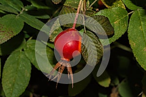 Rosehip May or rosehip cinnamon Latin: Rosa majalis. Beautiful large rosehip berry close-up