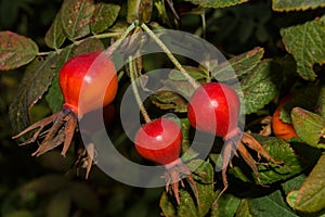 Rosehip May or rosehip cinnamon Latin: Rosa majalis. Ripe rosehip berries against the background leaves, closeup. Soft selective