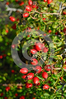 Rosehip parco nazionale abruzzo photo