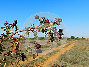 rosehip red capsules of seeds in wild nature photo