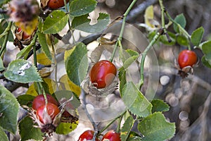Rosehip and ripe fruits, pictures of rosehip plants c vitamin store rosehip fruit, organic rosehip tree